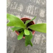 🌸植plant & flower ~ 鹿角蕨 圓盾 入門