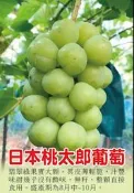 花田厝_水果苗—日本桃太郎葡萄--新品種~數量不多/4吋高約30-40cm