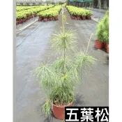 五葉松/永吉種苗園/