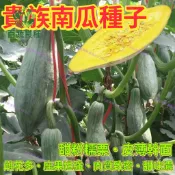 貴族南瓜種子 栗子南瓜 日本南瓜 西洋南瓜 蜜南瓜 果園種子 家庭菜園 瓜果種子 庭院栽種 盆栽蔬菜 爬藤植物