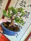 收藏精品無接枝日本小葉八房羅漢松名字叫綠鑽1特殊少見粗幹矮霸造型漂亮層次分明小品盆栽好種植喜半日照以上潮濕環境優惠免運