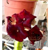 絨傘水牛角，蘿藦～多肉植物🈵100出貨