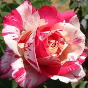 《霓虹》🈶貨🌹 玫瑰花盆栽苗 🌹 玫瑰苗 🌹 玫瑰花苗 🌹 玫瑰盆花 🌹玫瑰花🌹