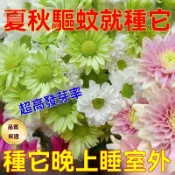 驅蚊草種子 強效驅蚊蟑螂 薄荷九層塔 萬壽菊 驅蚊草 濃香型花卉 盆栽驅蚊草種子 蓄意草種子迷迭香種子