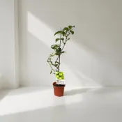 植物空間 寶貝奇異果3寸 果樹 果苗 水果植物 陽光植物 陽台綠植