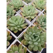 月影系交種  多肉植物    3吋