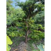 【建方松園】 羅漢松 造型羅漢松 高1.8米 寬3.2米 Podocarpus-B02