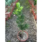 霏霏園藝運轉羅漢松，開運招財松- 6寸盆高40公分
