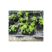 (店+)花森好市-水果苗-*台農二號木瓜苗*//(有2組規格) /MA