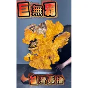 【阿一藝品】收藏級 巨無霸 正宗【台灣黃檜樹瘤】山材 檸檬香 閃花 倒閣料 釘瘤 重油 原木瘤花 開運收藏 招財擺件