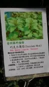 花花世界-香草植物**巧克力薄荷 ** 5吋盆/高13-20cm/清涼芳香/MA