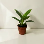 英宏 綠帝王蔓綠絨3寸磚紅盆 室內植物 綠化環境 常綠植物