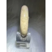 遇見～珊瑚玉 珊瑚玉手鐲 菊花石 手鐲 大花 內徑56.4mm 手圍17.7