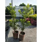 ＊草農媳婦周小姐＊羅漢松樹苗 6吋盆