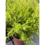 🌳 觀賞植物、綠化空間 【 黃金串錢柳】6寸盆