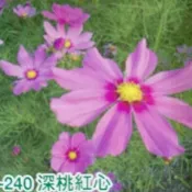 【隔日到貨】 大波斯菊 【深桃紅心色】大波斯菊種子 花海大波斯菊種子 每包1公斤裝 保證當季進口種子 發芽率高