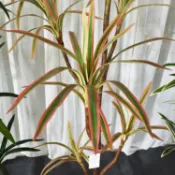 君源優品 仿真綠植 發財樹 仿真植物 盆栽 盆景軟裝專供仿真龍血鐵樹北歐巴西木假盆栽裝飾人造熱帶植物景觀造景
