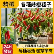 24H-發貨 超多款彩椒種子（100粒）四季播種 蔬菜種子 辣椒種子 高產陽台庭院種植 辣椒 可食用 發芽率99%