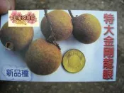 ╭＊田尾玫瑰園＊╯新品種水果苗--(特大金剛龍眼)