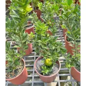芙菈朵森林 四季金桔 甜金棗 金柑 八房柑 觀果盆栽 水果盆栽