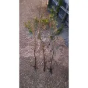 代工。代工。代工。茉草葫蘆。佛珠。冠廷工藝