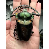 昆蟲標本（死的非活體） Cheirotonus jansoni 楊長臂金龜