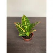 綠園-龜甲變葉木-3吋盆