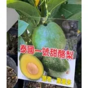★綠霖園藝★泰國一號甜酪梨果苗高度約50公分果苗/新興果樹