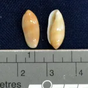 【SHELL23】菲律賓穀米螺(0.8cm以上)-貝殼標本/室內擺設/收藏送禮/水族擺設/圖鑑教學/天然貝殼//貝殼23