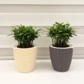 【一畝禾】現貨 羅漢松 竹編造型 免澆水盆栽 室內植物 觀葉植物 北歐植物 盆栽 辦公室盆栽 懶人盆栽 吸水盆