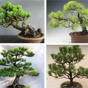台灣現貨 黑松種子 松樹種子 大阪松 五葉松 那須五葉松 多款松樹種子 價格超低