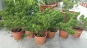 ╭＊田尾玫瑰園＊╯盆景素材-(鐵柏)5吋1尺200元