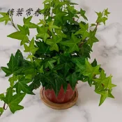 綠葉常春藤 五加科常春藤 觀葉植物 白斑 黃斑 斑葉 常春藤 白斑撒金 黃斑撒金 室內植栽 壁掛吊籃【苔苔樂】
