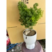 霏霏園藝蓬萊松盆栽一盆特價699元原價890元