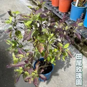 田尾玫瑰園 l 打拋葉、聖羅勒、泰國九層塔【五吋盆栽 高度約40cm】食用植物 香草.香料植物 (田尾在地商家)