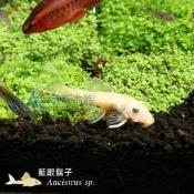 【AC草影】藍眼大鬍子【兩隻】除藻 清潔藻類 去苔 除藻生物 鬍子異形