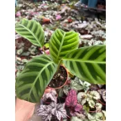 天鵝絨竹芋～美人蕉竹芋～室內植物～3寸～觀葉植物