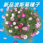 【新品波斯菊種子】台灣秋英花卉種子 易種盆栽園藝推薦 春夏播種開花植物 庭院陽台裝飾 新手友好栽培
