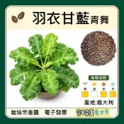 【台灣出貨 電子發票】羽衣甘藍 種子春天採收至冬天 菜籽 海甘藍 無頭甘藍 羽衣芥藍 健康蔬菜 空中花園藝世界