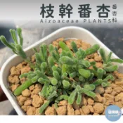 🌵✧植得栽✦【枝幹番杏】番杏科/石頭玉/屁屁玉/石頭花/Lithops/生石花屬/屁屁石頭玉/多肉植物/多肉/園藝