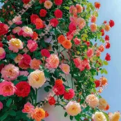 26年新種 快速發貨 薔薇花（250粒）超低價 四季種植 多年生 爬藤月季花籽種子混色四季播種開花攀援 玫瑰花 種子
