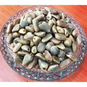 (店+)《頂級帶殼超大松子》 頂級食材 一斤/600G 剛到港的新貨