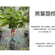 心栽花坊-黑葉荔枝/超取會切到無葉子/4吋/高壓苗/水果苗/荔枝品種/特價300