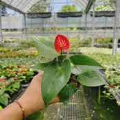 森植人星｜紅色火鶴花 3吋黑軟盆