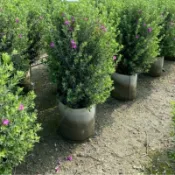 方方園藝紅花玉芙蓉四季開 ―棵特價1200元