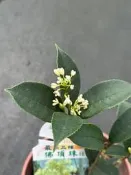 佛頂珠(桂花王.武籐桂花王.紅桂花繁育場)