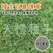 (店+)【天橙種子】矮生百慕達草種子 1公斤 狗牙根 果嶺/庭園/運動場適用 耐踐踏 耐旱 無需常修剪 新鮮草籽 高發芽率