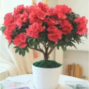 現貨 杜鵑花種子（250粒）四季種植 盆栽杜鵑花 多色杜鵑花種子 花卉種子 小院陽台種子 適合春天花卉種植 觀賞植物種子