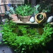 現貨🍀【天胡荽種子】🍀（250粒）四季生態魚缸專用天湖荽水草種子 活體魚缸裝飾水草 淡水植物種籽 水族箱懶人布前景水草種