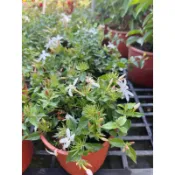 英宏 毛茉莉5寸 花期10-4月 花香 香味植物